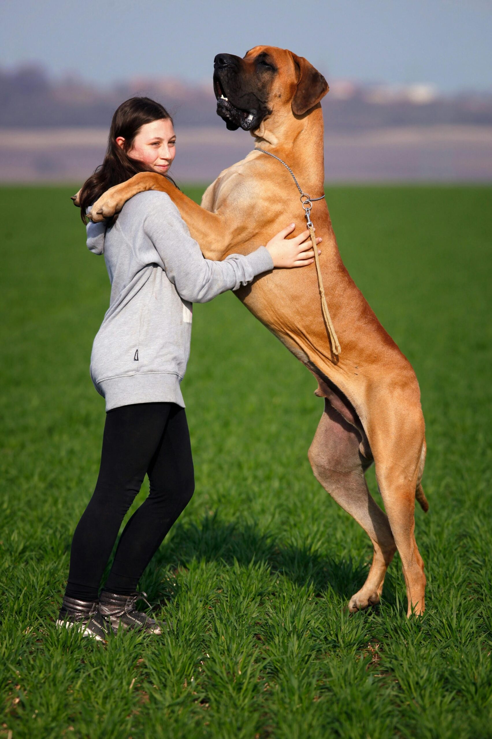 A teenage girl embraces a huge Great Dane in a green field on a sunny day.